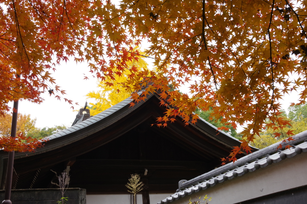 社殿と紅葉