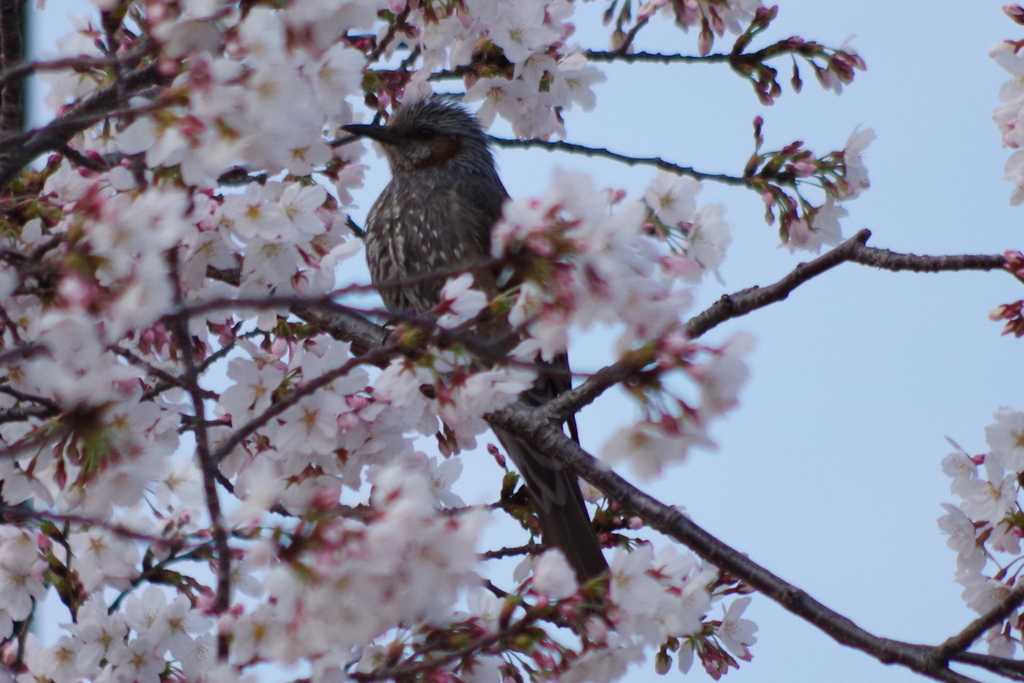 ヒヨドリ 桜