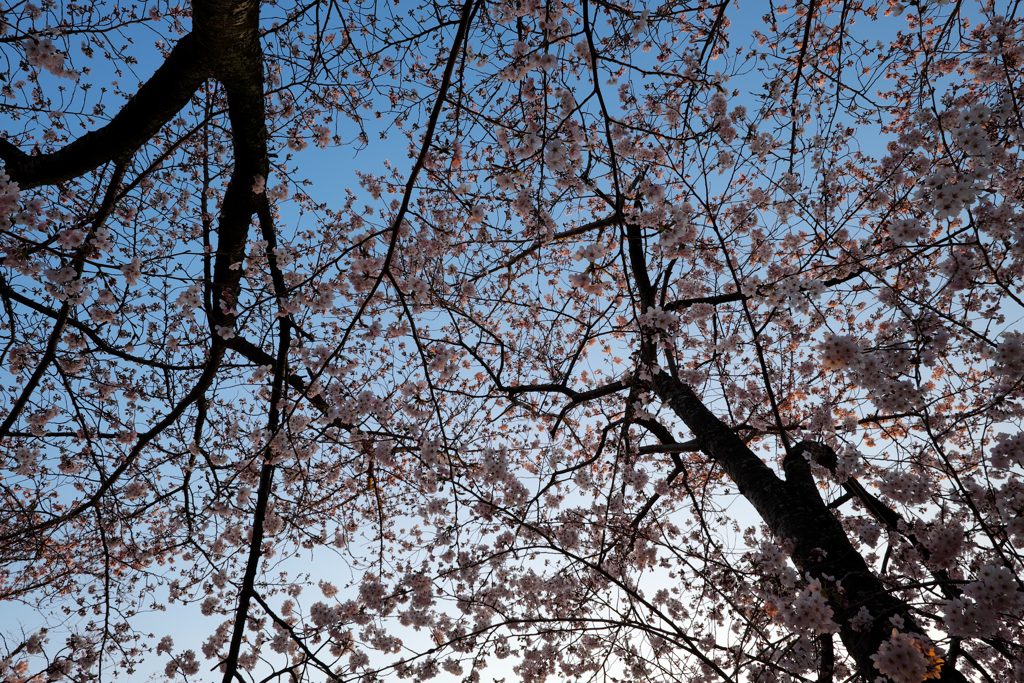 桜