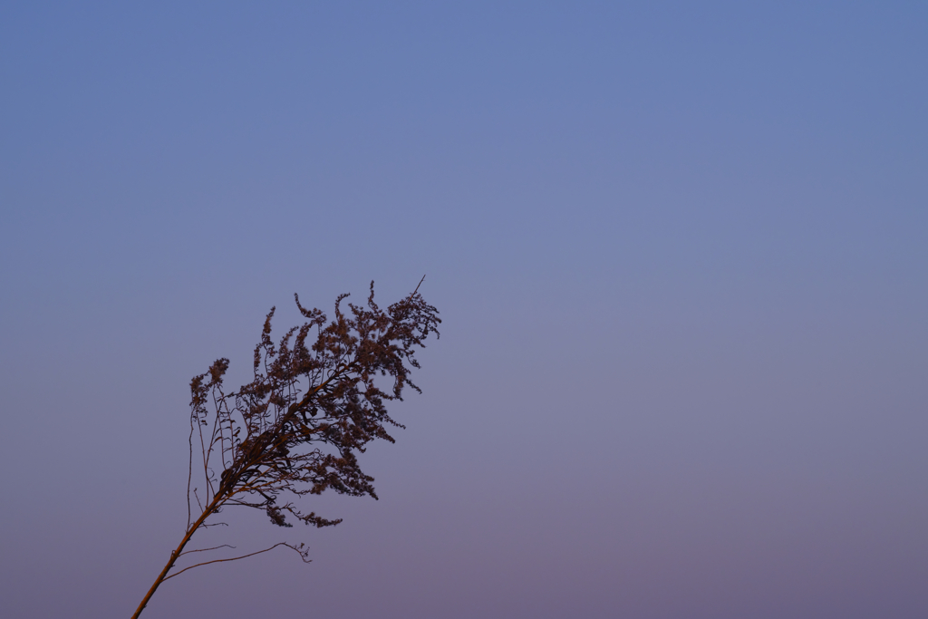 夕暮れ時