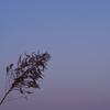 夕暮れ時