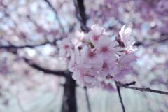 河津桜