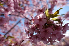 河津桜