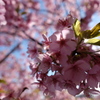 河津桜