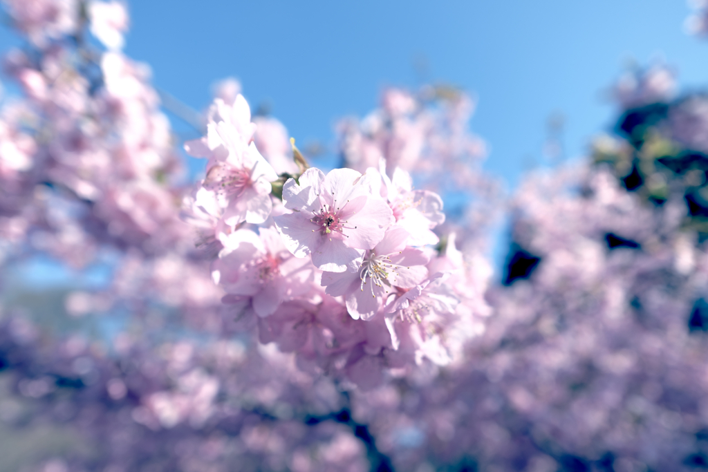 河津桜