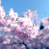 河津桜