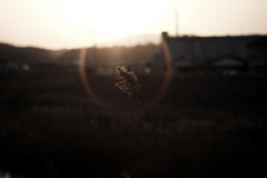 夕暮れ時