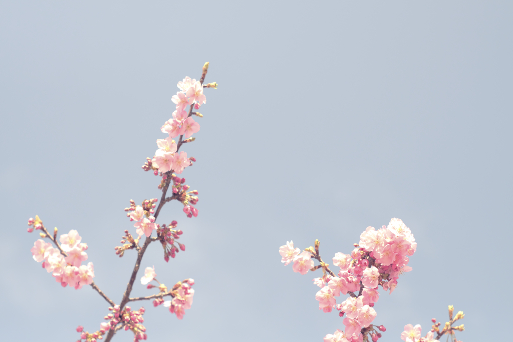 河津桜