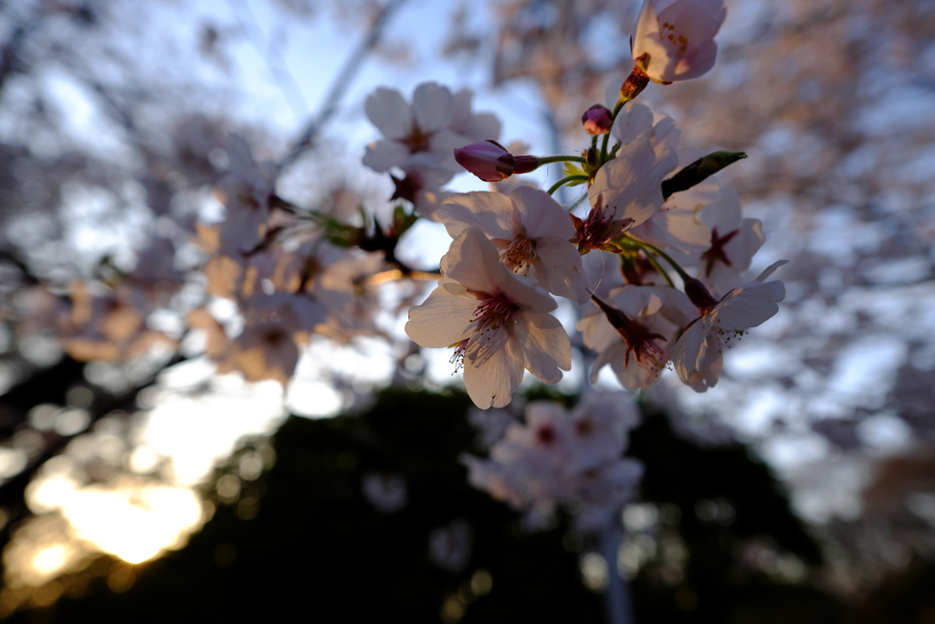 桜