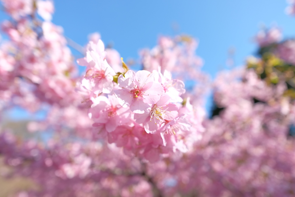 河津桜