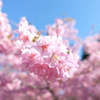 河津桜