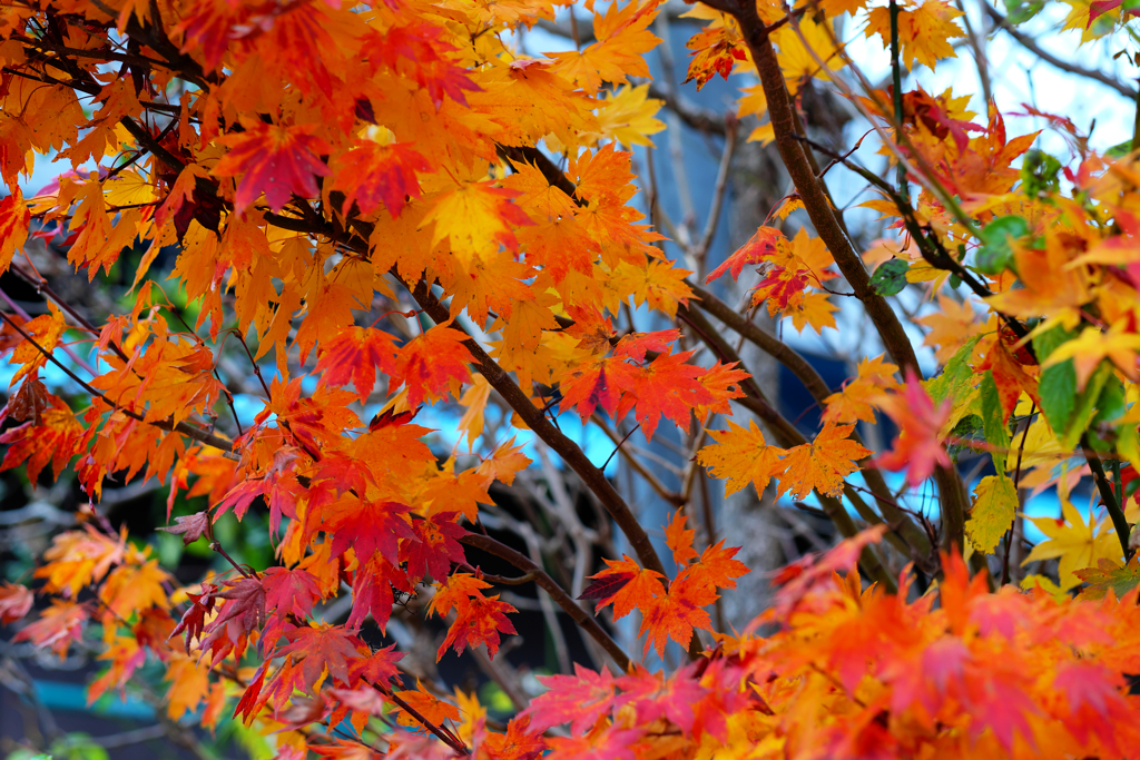 紅葉