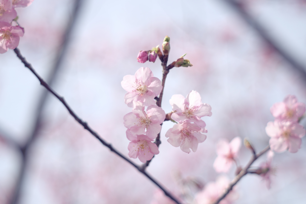 河津桜