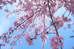 河津桜