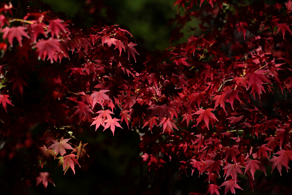 紅葉