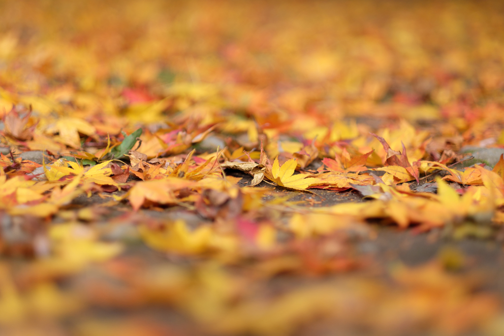 紅葉