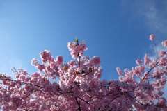 河津桜