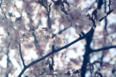 桜