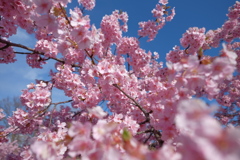 河津桜