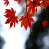 紅葉
