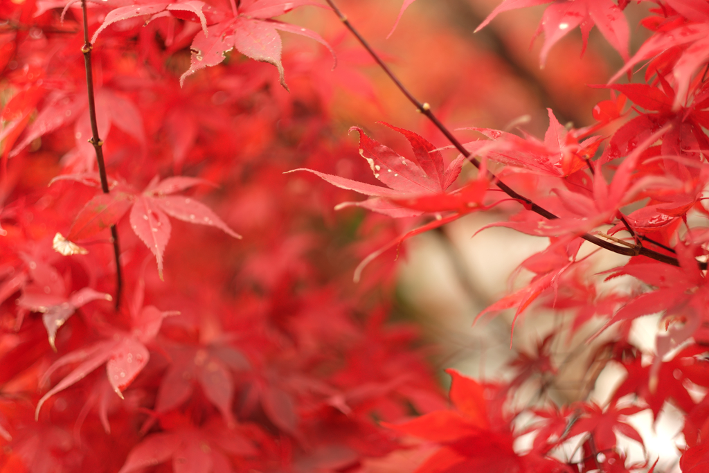 紅葉