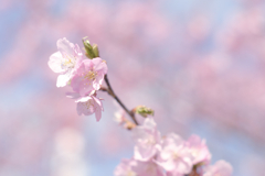 河津桜