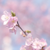 河津桜