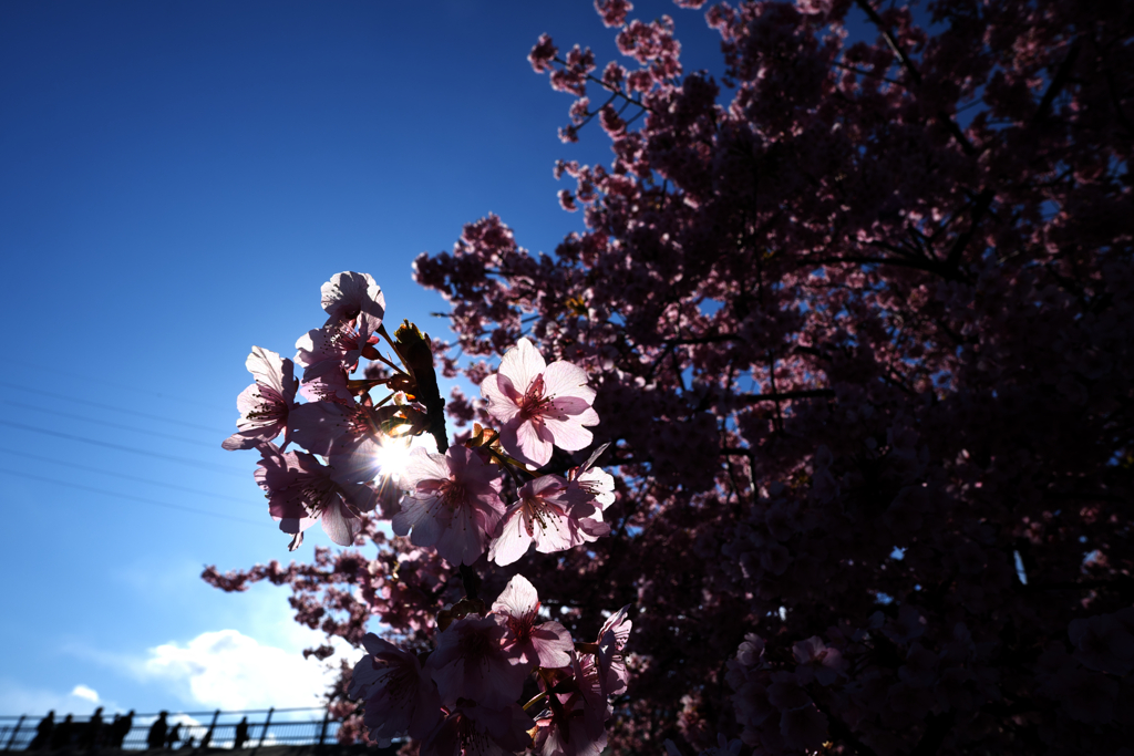 河津桜