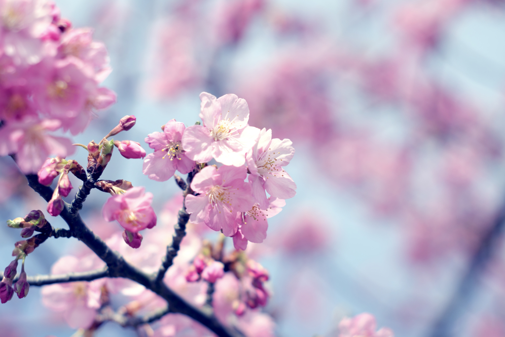 河津桜