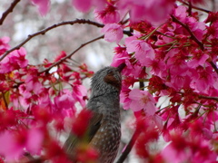 桜と鳥