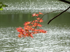 紅葉