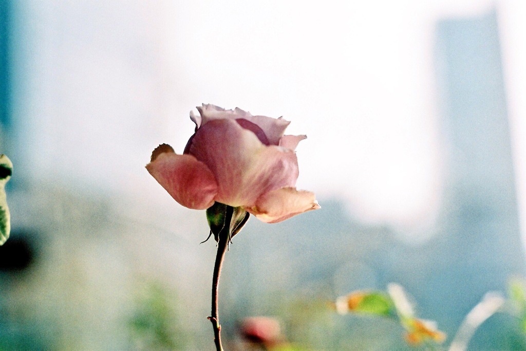 君を笑顔にする花になりたい。