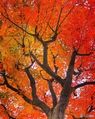 紅葉絶好調‼︎(๑˃̵ᴗ˂̵)