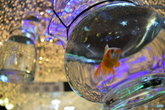 宙に浮く金魚