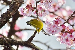 糸川桜祭り　