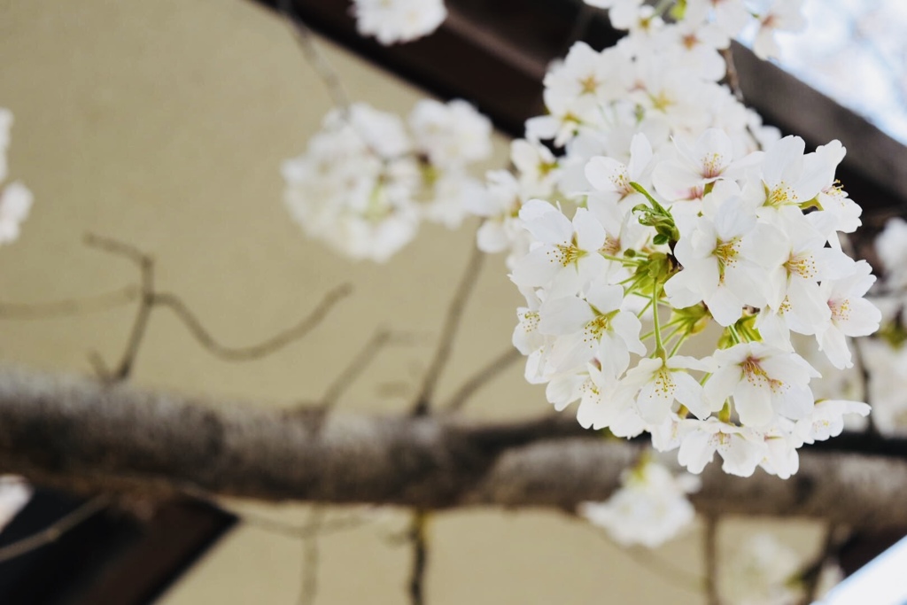 桜、京都。