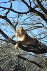 枝の上のライオン