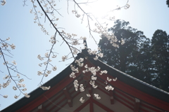 霧島神宮の桜