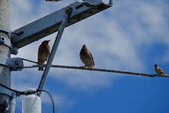 DSCF5587