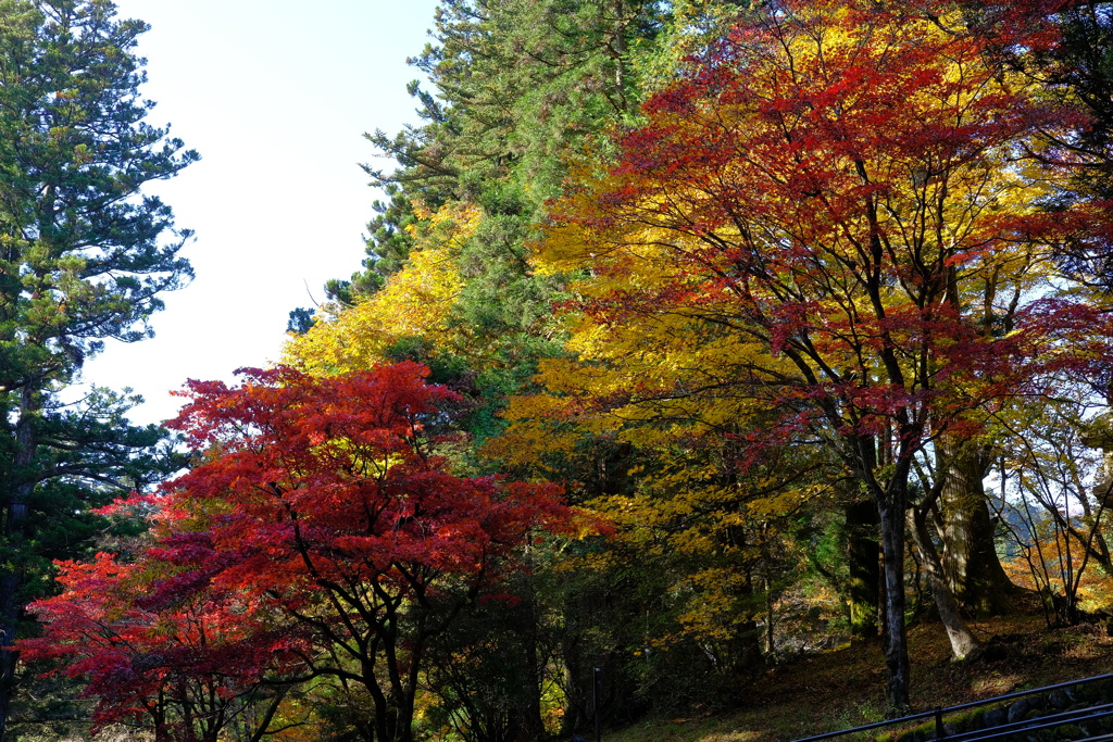 DSCF0590