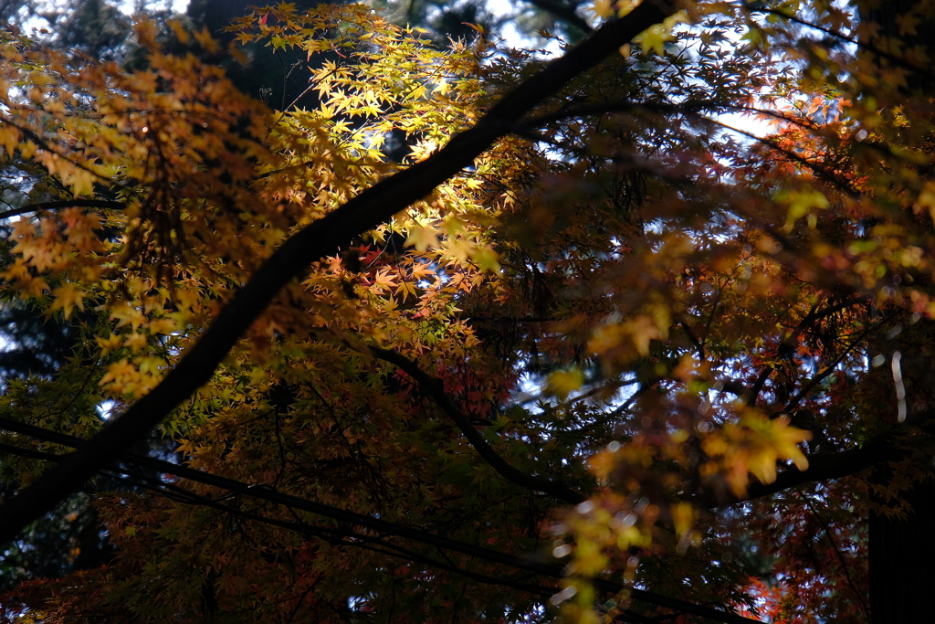 DSCF0605