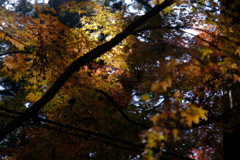 DSCF0605