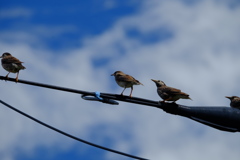 DSCF5589