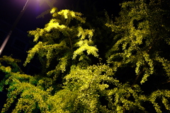 DSCF1659