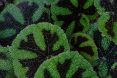 DSCF1387