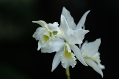 DSCF1278