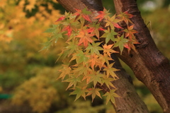 もみじ