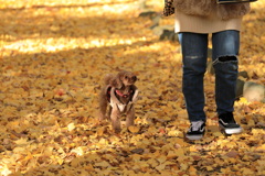 愛犬とイチョウ