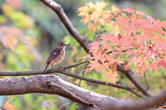 紅葉ジョウビタキ