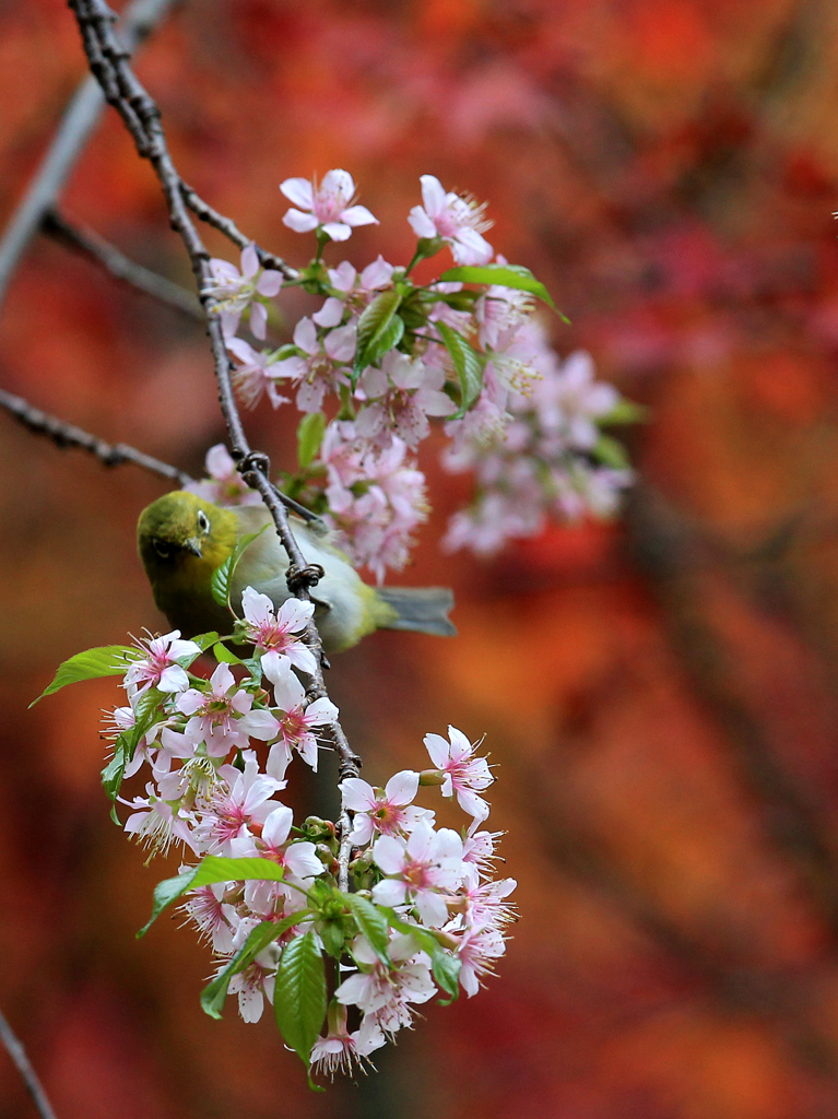 冬桜と紅葉とメジロ